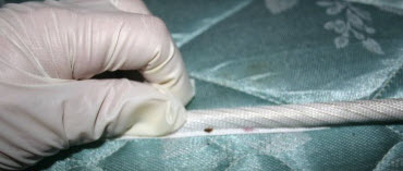 Bed Bug Exterminator Los Angeles and Orange County, CA Area 